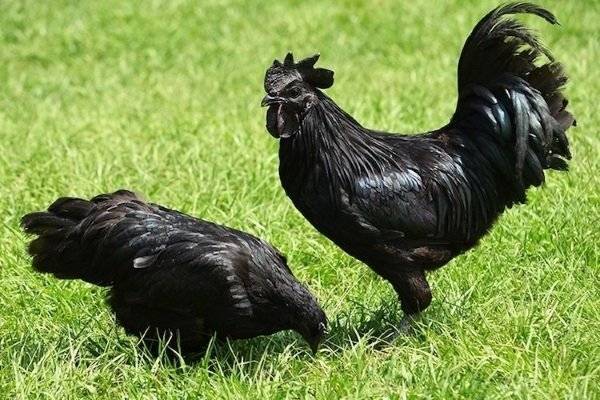 Породы черных кур (31 фото): панциревская, китайская шелковая, русская черная бородатая и другие куры черного цвета. какого цвета яйца? как вырастить взрослую птицу из цыпленка?
