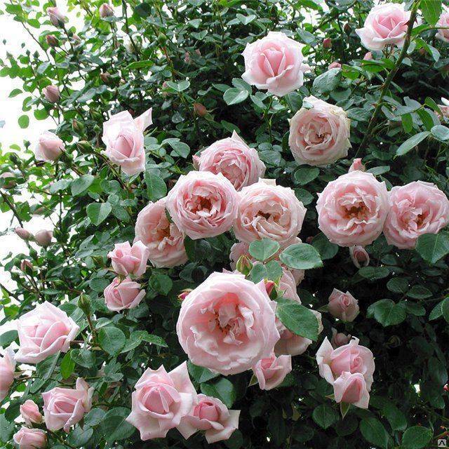 Плетистая роза New Dawn (Нью Доун): фото и описание, отзывы