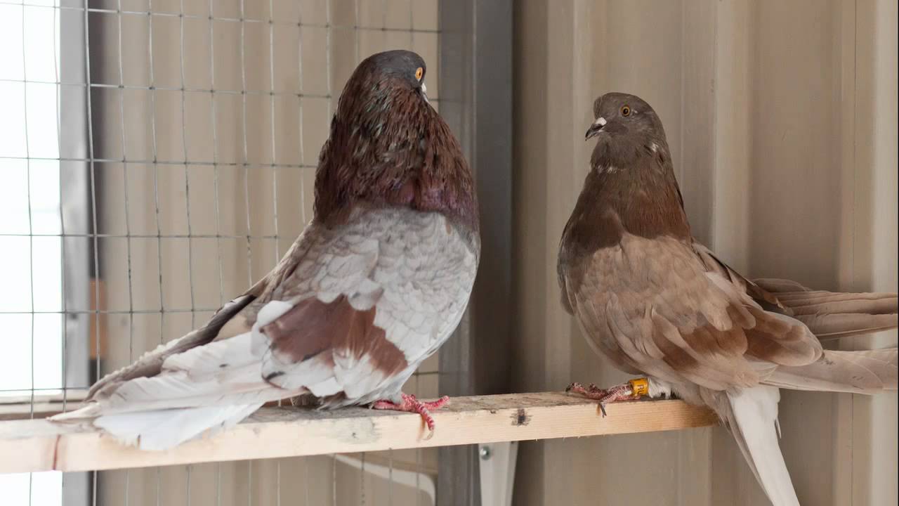 Уход, содержание и разновидности статных голубей