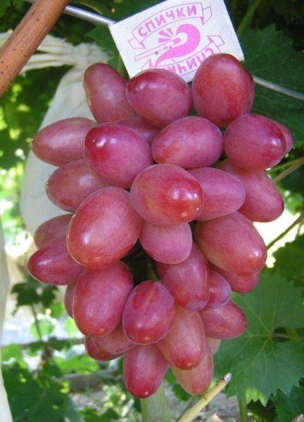 Виноград софия: описание сорта, особенности выращивания и характеристики, фото