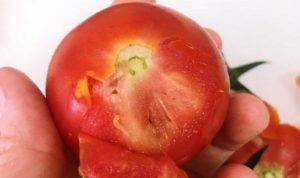 Фото, видео, отзывы, описание, характеристика и урожайность сорта помидора «жигало»