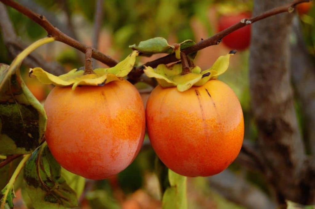7 лучших зимостойких сортов абрикосов