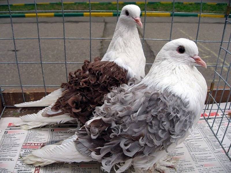 Разведение голубей в домашних условиях для начинающих как бизнес