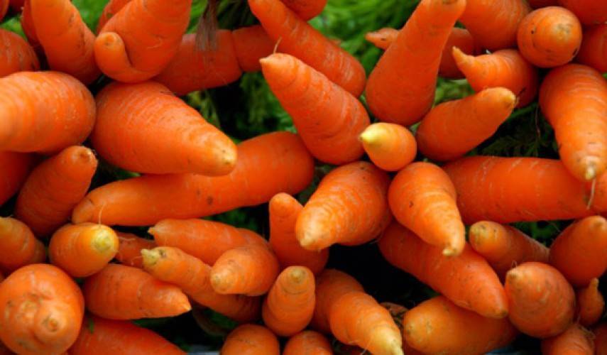 Морковь кантербюри f1