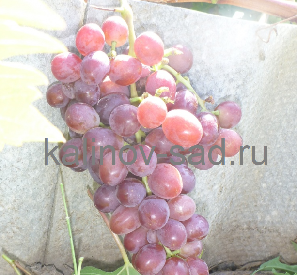 Описание винограда пестрый