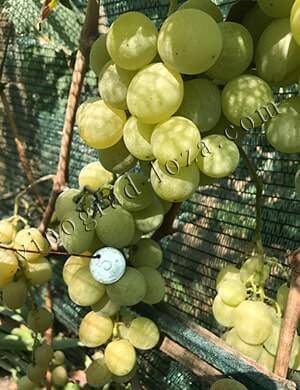 Виноград алекса: характеристика и описание сорта, посадка и уход