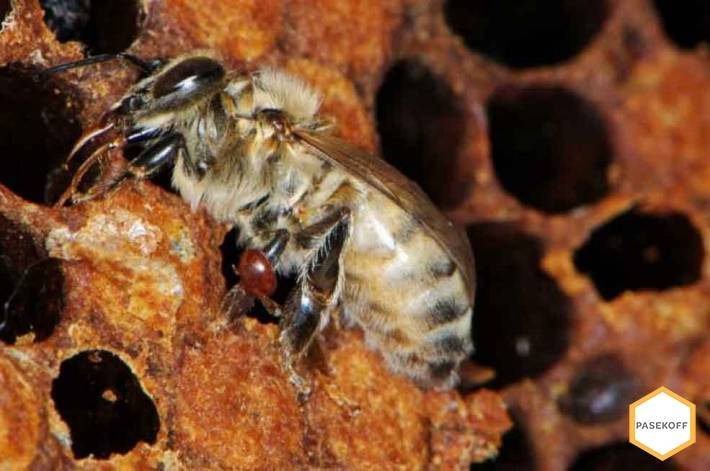 Роение пчел и меры его предупреждения: видео