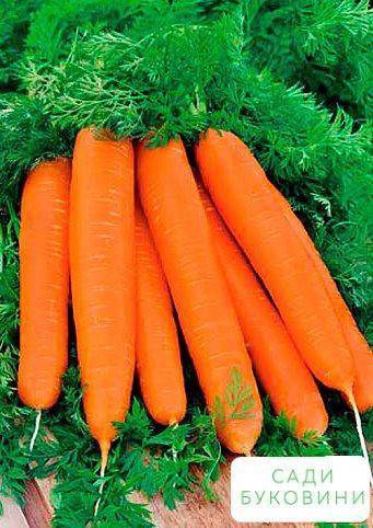 Лосиноостровская: описание сорта моркови, характеристика, выращивание