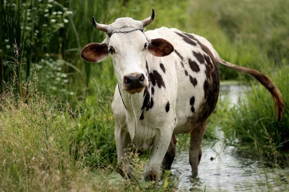 Выпадение влагалища у коровы