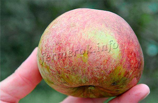 Яблоки, идеальные для приготовления джема — сорт орловим