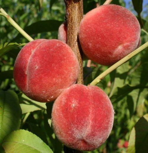 Персик «киевский ранний»: особенности ухода за деревом