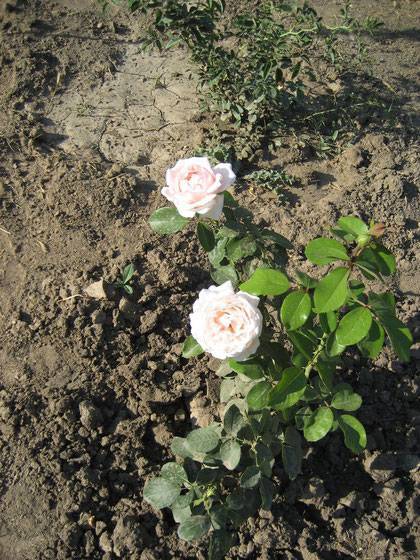 Плетистая роза "лагуна". плетистая роза лагуна: описание и фото основные правила посадки