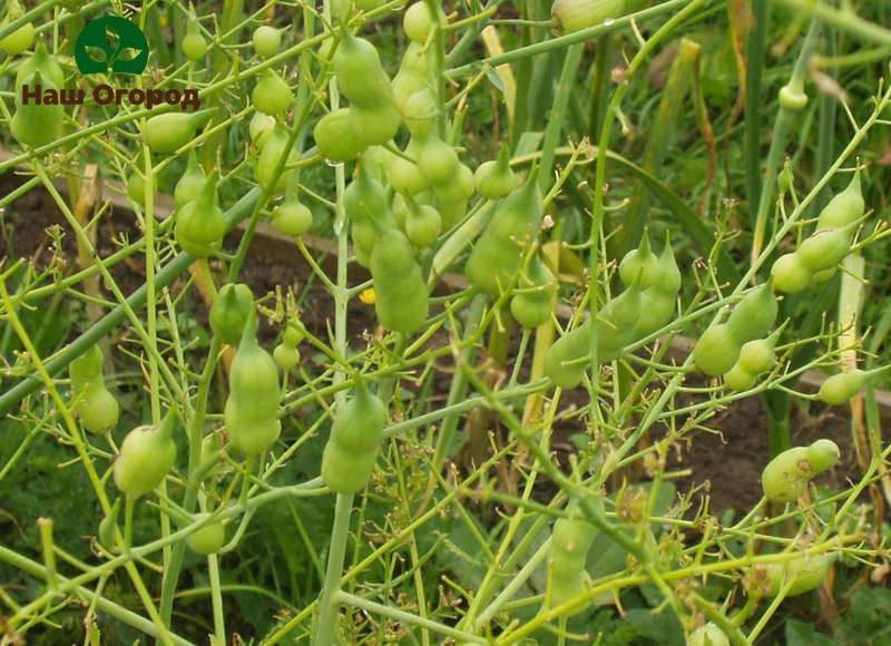 Через сколько дней всходит редис после посева и посадки в открытом грунте, при какой температуре он появляется, а также советы, как ускорить процесс, фото ростков