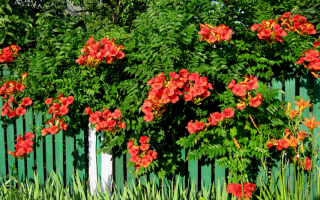 Кампсис лиана (campsis) — укореняющийся, крупноцветковый, гибридный виды