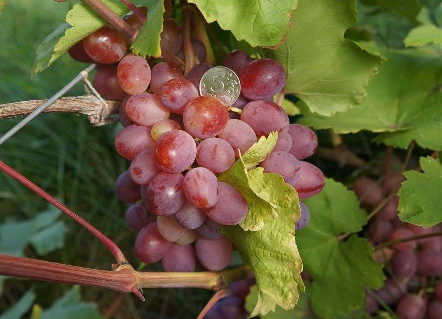 Виноград таежный