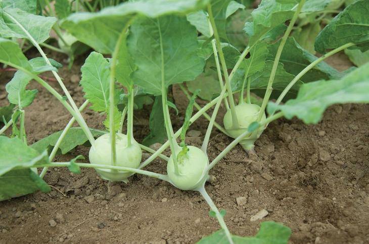 Капуста кольраби: выращивание в открытом грунте, фото, посадка и уход, посев на рассаду