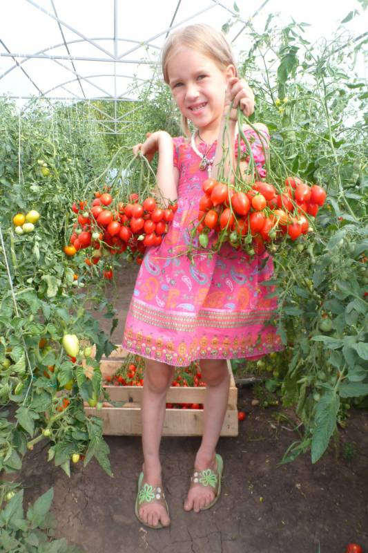 Описание и характеристики сорта томата поцелуй герани, его урожайность