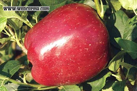 Сорт яблони старкримсон: характеристика и особенности выращивания