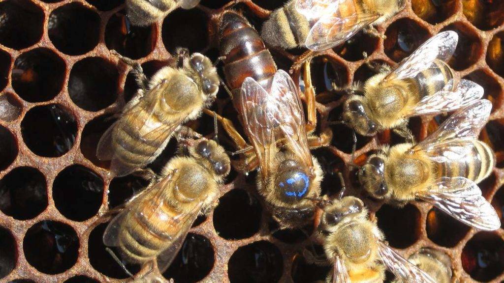 Пчелиная семья: состав и функции