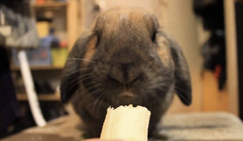 Чем кормить декоративного кролика?