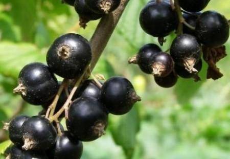 Черная смородина гулливер: описание сорта, уход и выращивание
