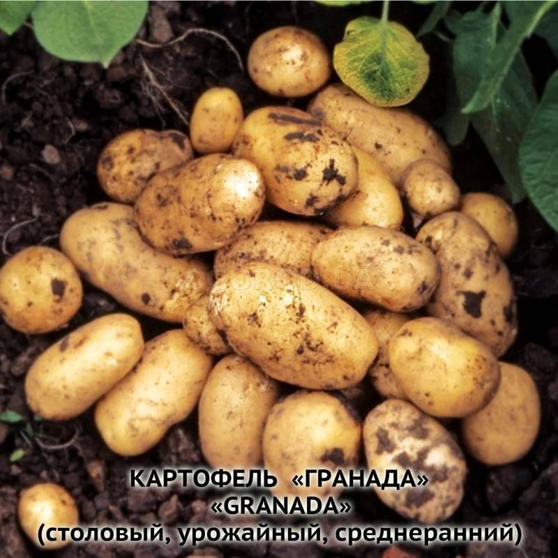 Сорт картофеля журавинка — описание, особенности, характеристики и отзывы