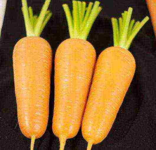 Описание моркови абако: выращивание и хранение