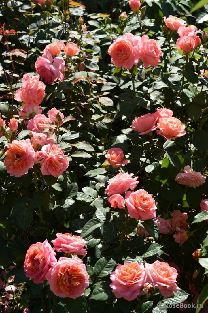 Роза сорта мари кюри: правила выращивания и способы размножения сорта