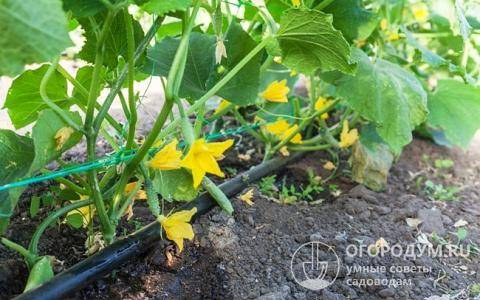 Огурцы теща: характеристика сорта и особенности его выращивания