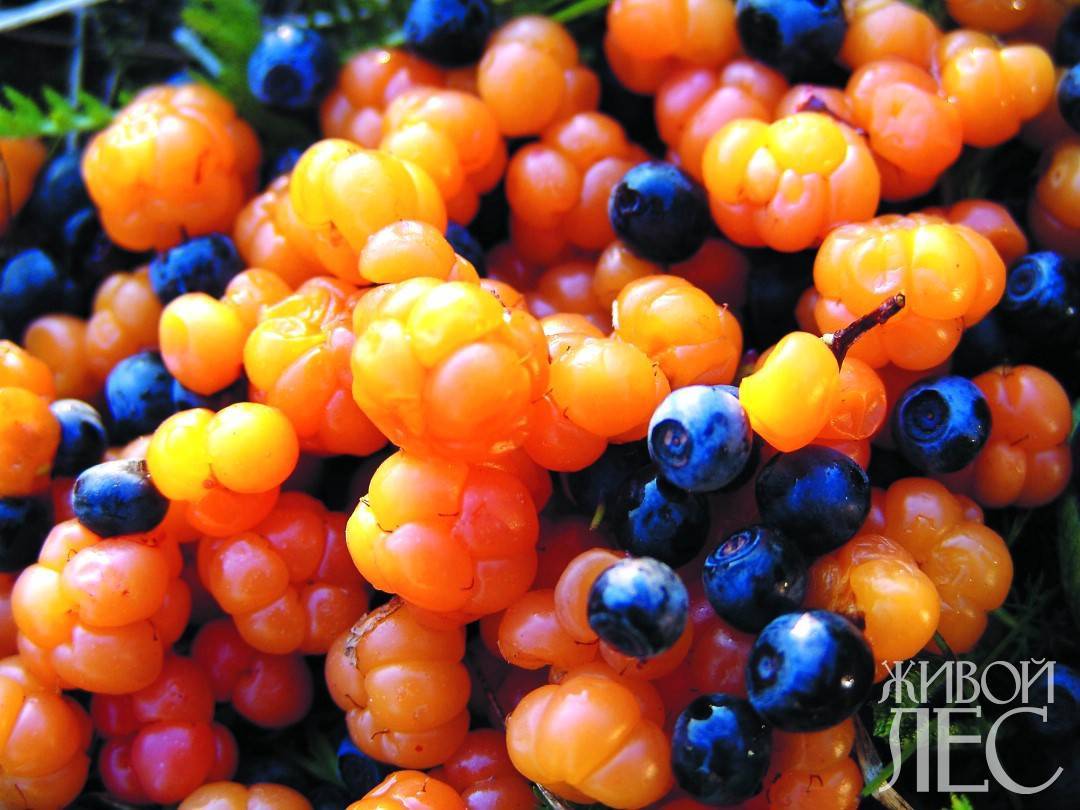 Где растет морошка. полезные свойства ягоды. применение морошки в народной медицине