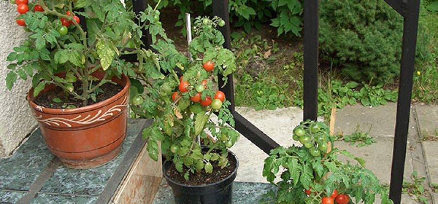 Сорта помидор для балкона