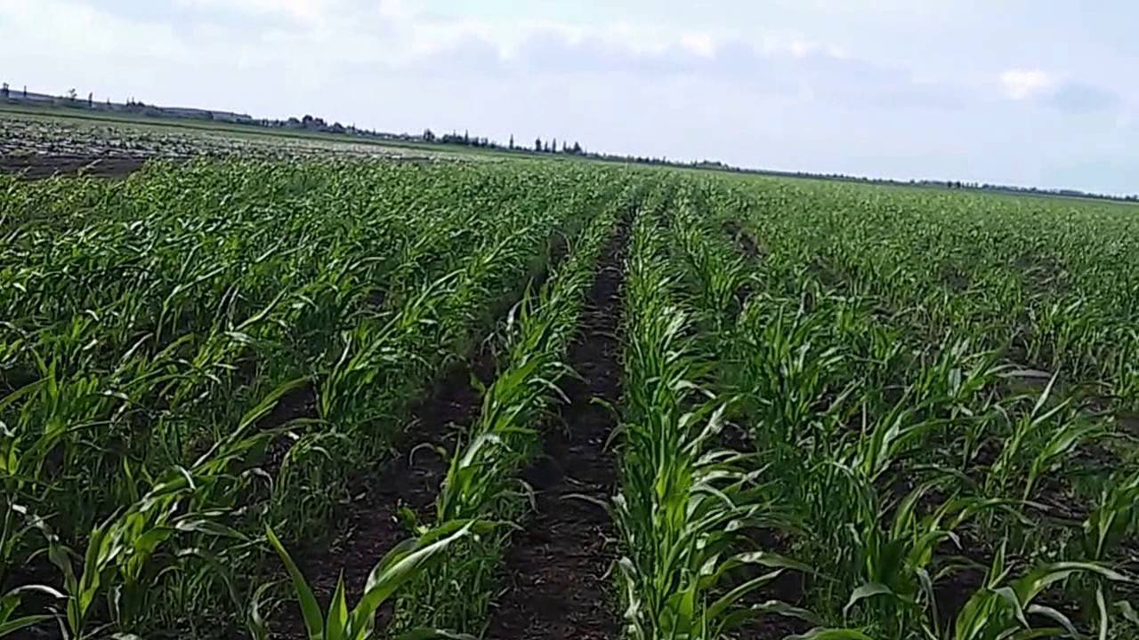 Удобрения для кукурузы — системное питание для высокого урожая