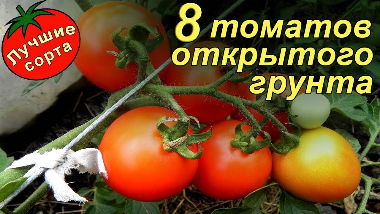 Ультраскороспелые сорта томатов для открытого грунта