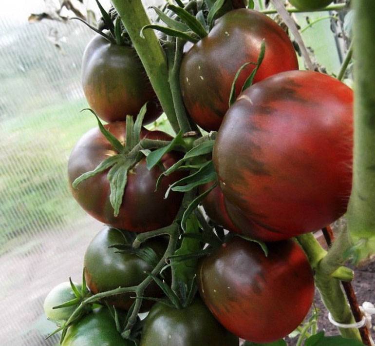 Черная виктория ягода. клубника «чёрный принц»: описание и технология выращивания. история создания сорта