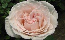 Характеристика розы салита и особенности выращивания