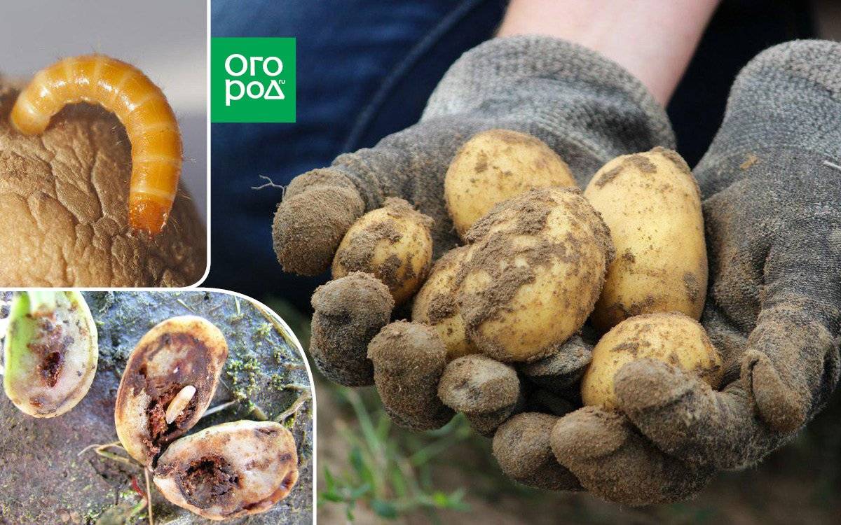 Как избавиться от проволочника на картофельном участке