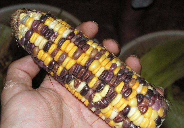 Земляничная кукуруза: посадка и уход