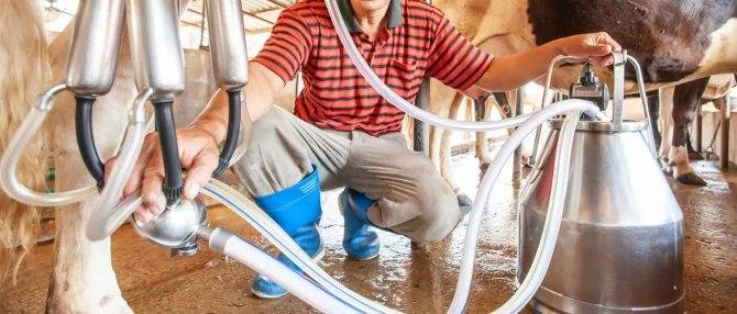 Характеристики оборудования для доения коров