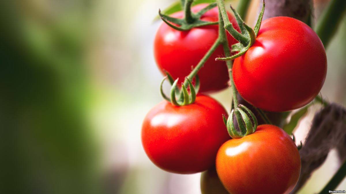 Семена урожайных томатов сибирской селекции