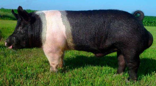 Мясная порода свиней петрен