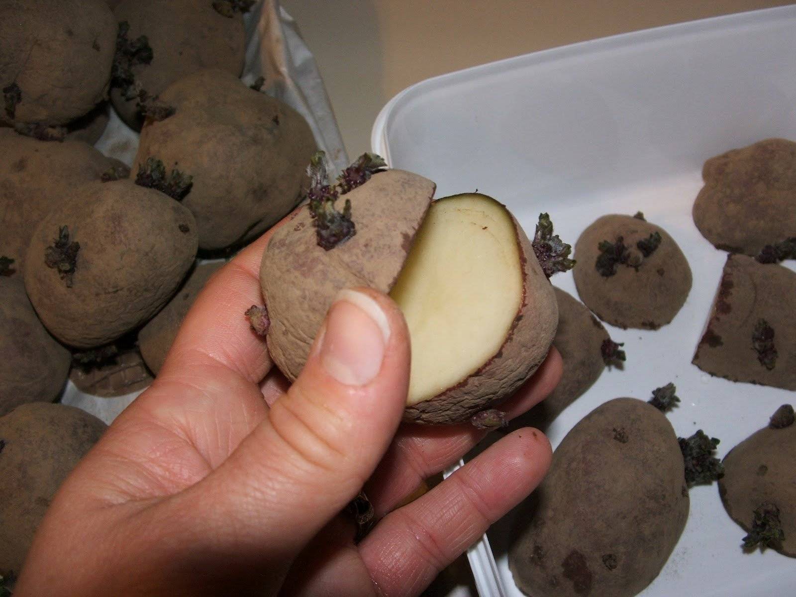 Картофель сорта родриго: описание, особенности ухода, отзывы