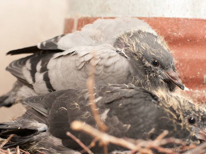Секреты животного мира: почему не видно птенцов голубей и как они выглядят