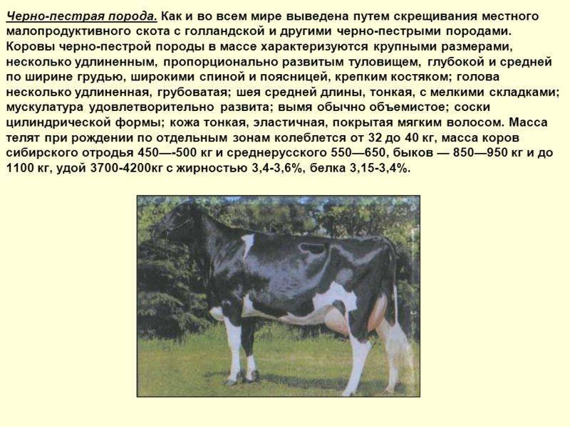 Черно пестрая молочная порода коров: описание, кормление и уход, основные достоинства и недостатки - общая информация - 2020
