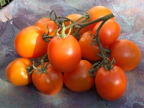 Томат "де барао царский": описание и характеристики сорта, особенности выращивания розовых помидоров