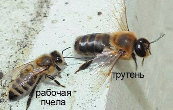 Факты из жизни пчелиной семьи