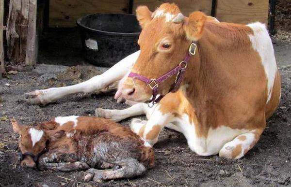 Корова не встает после отела: что делать, причины, лечение, профилактика | 
ветеринарная служба владимирской области