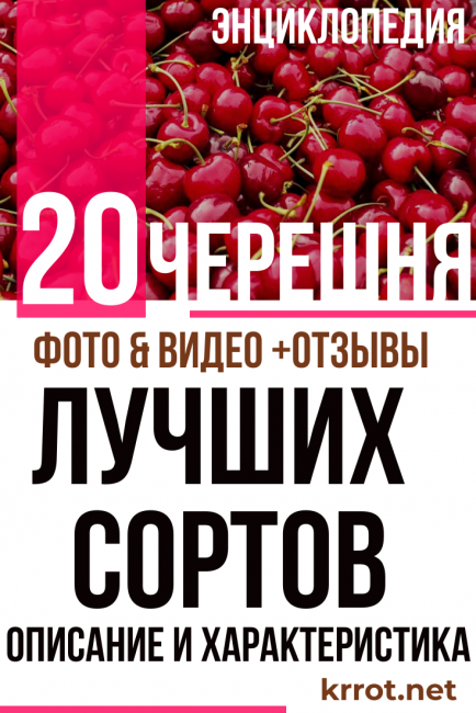Если черешня, то самая крупная: 15 самых крупноплодных сортов, популярных в россии и мире