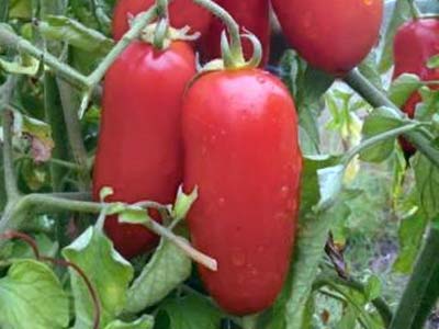 Высокая урожайность и отличный вид: помидоры «ниагара» - общая информация - 2020