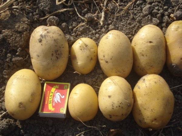 Описание сорта картофеля раджа —преимущества культуры