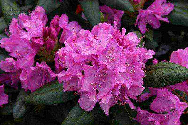 Цветок рододендрон: посадка и уход в открытом грунте, фото, выращивание и сорта